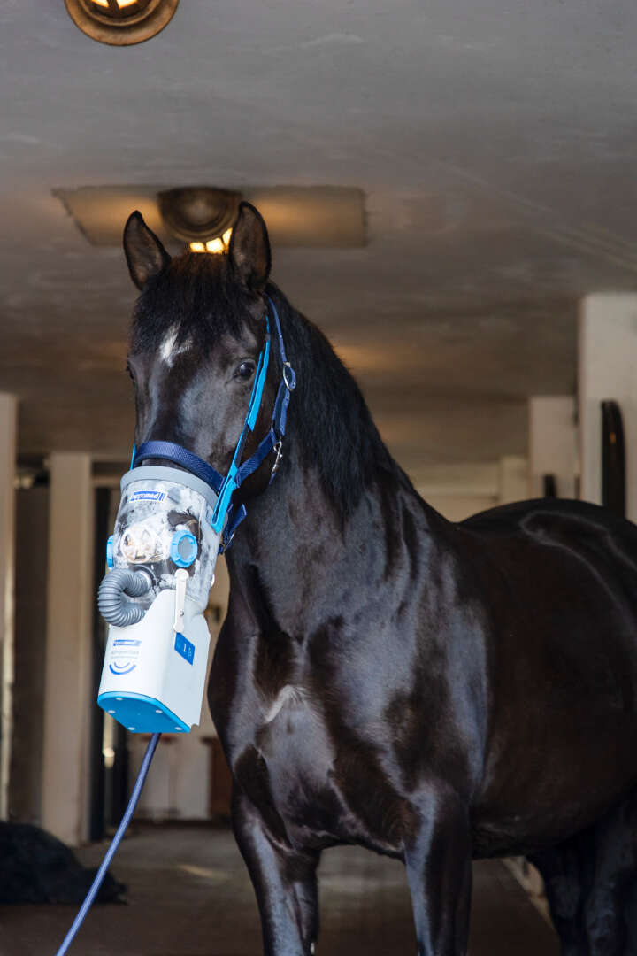 hippomed Akku-Ultraschall-Inhalator für Pferde AirOne Flex